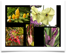 11 LPS Flowers July 2018 (Riviera)  CS  - Carol Sparkes